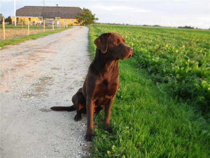 Labrador retriever Cuba billede 1