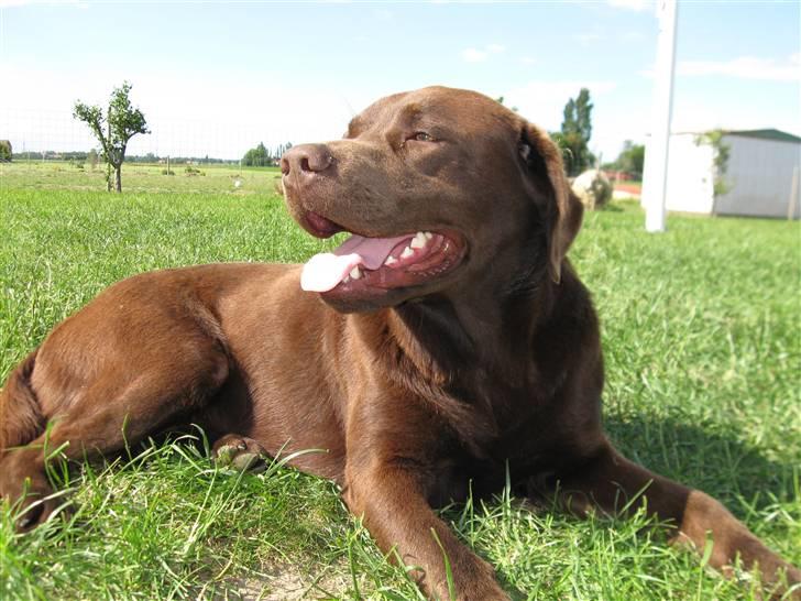 Labrador retriever Cuba billede 2