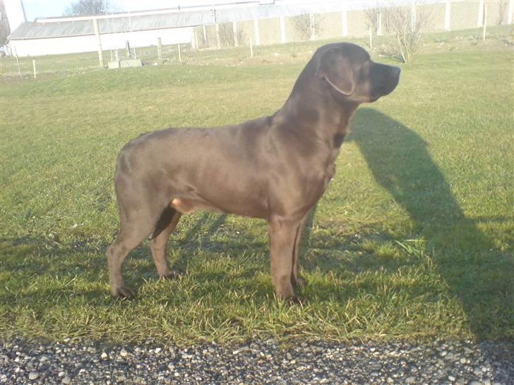 Labrador retriever Cuba billede 4