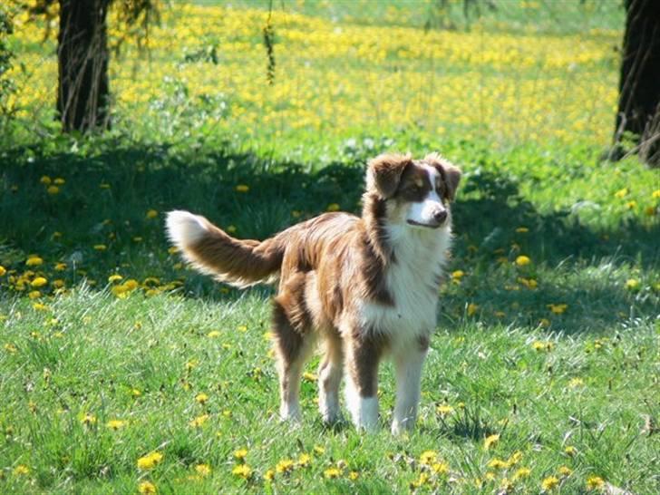 Australian shepherd Indis of Tailwind - Så er hun blevet 1½ år gammel billede 10