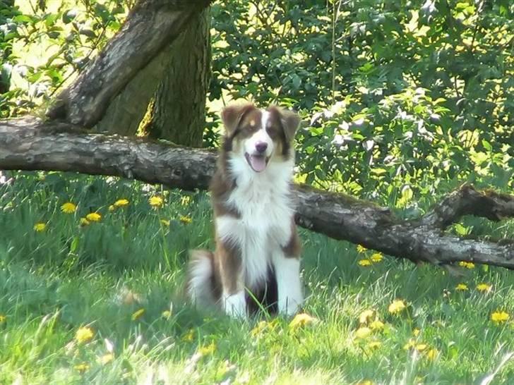 Australian shepherd Indis of Tailwind - Indis i hundeskoven billede 11