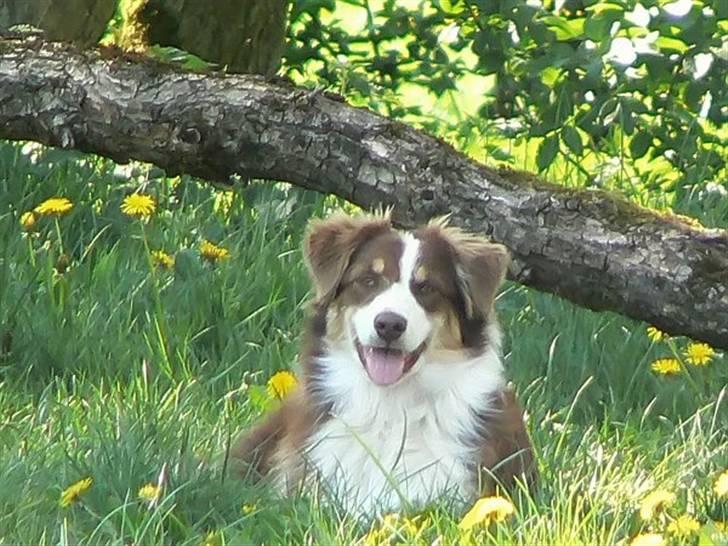 Australian shepherd Indis of Tailwind - Hun er en skøn hund billede 12