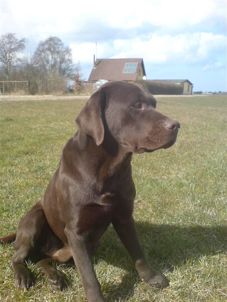 Labrador retriever Cuba billede 6