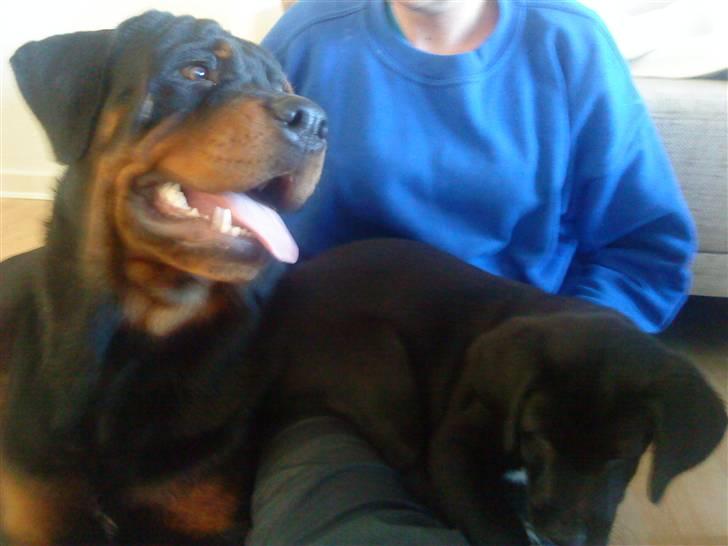 Rottweiler loke billede 13
