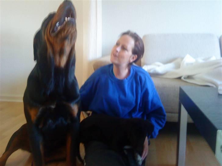 Rottweiler loke billede 14