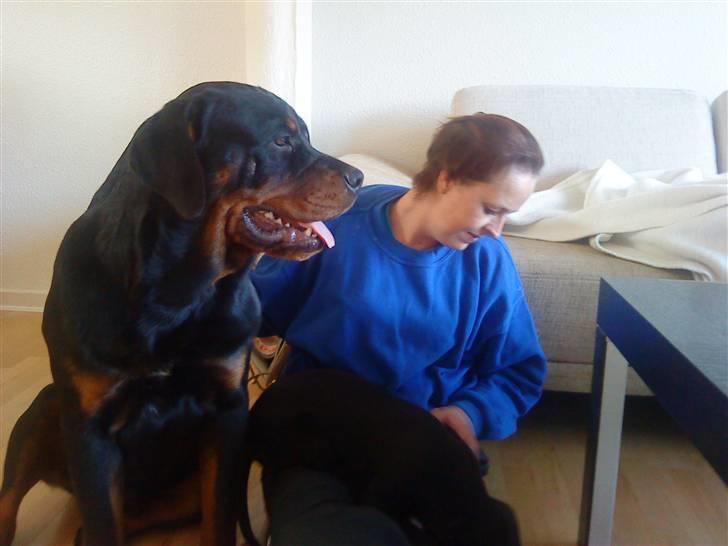 Rottweiler loke billede 15