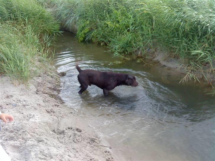 Labrador retriever Cuba billede 9