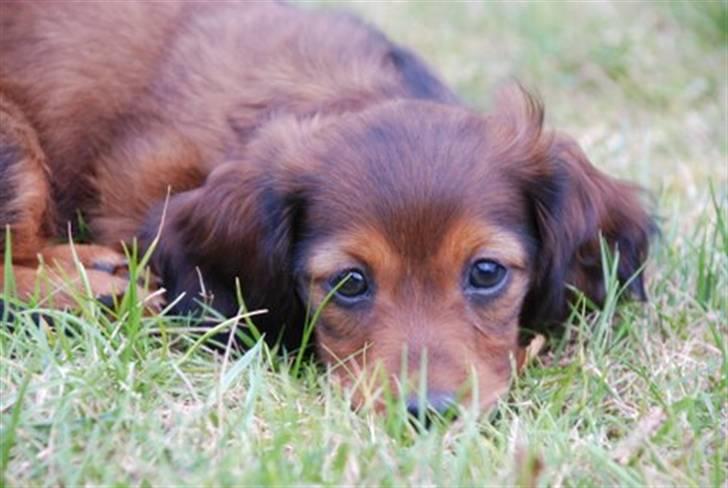 Miniature gravhund Nikki billede 1