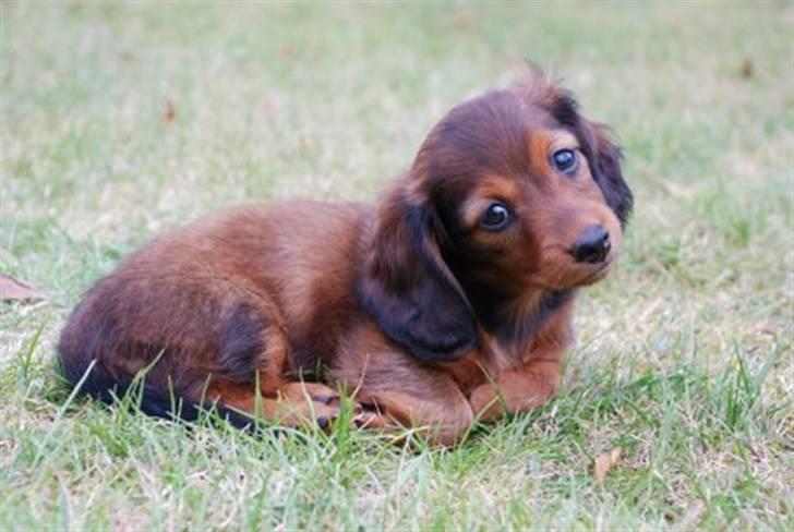 Miniature gravhund Nikki billede 2