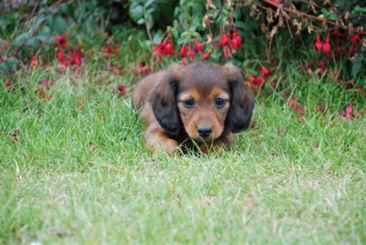 Miniature gravhund Nikki billede 3