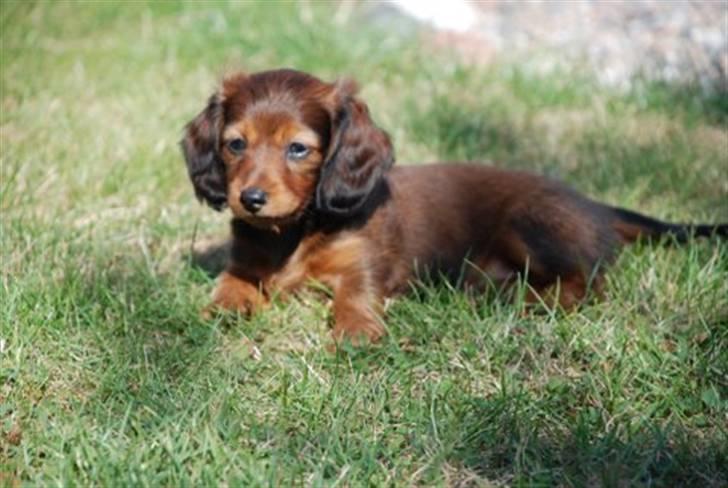 Miniature gravhund Nikki billede 4