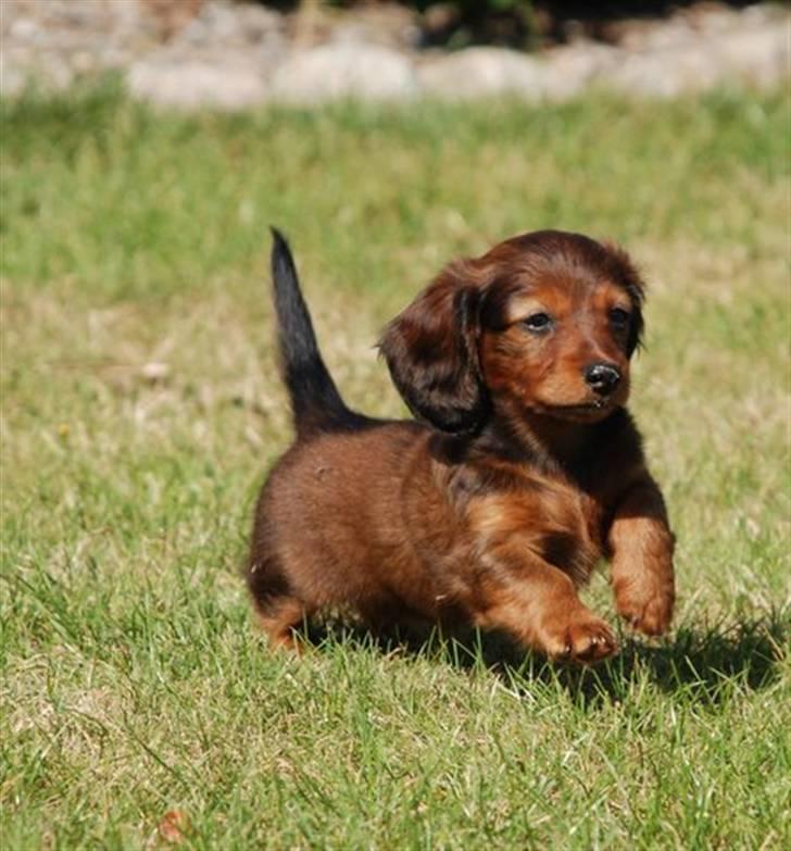 Miniature gravhund Nikki billede 5