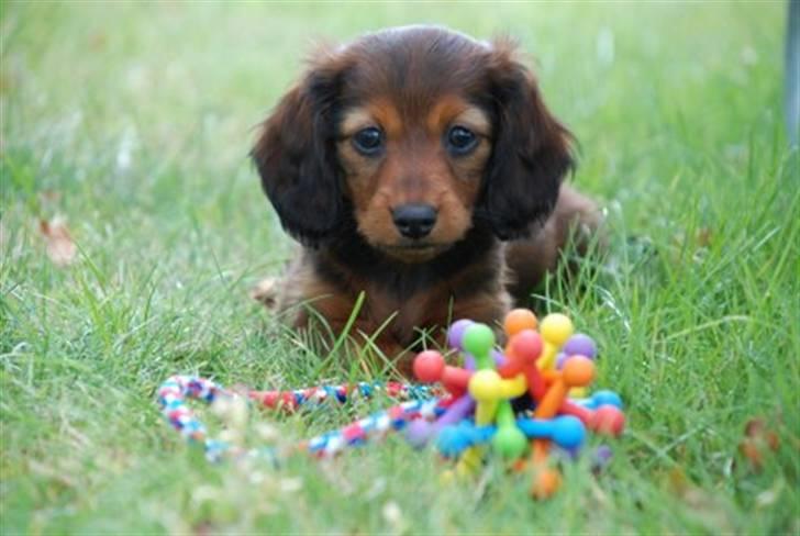 Miniature gravhund Nikki billede 6