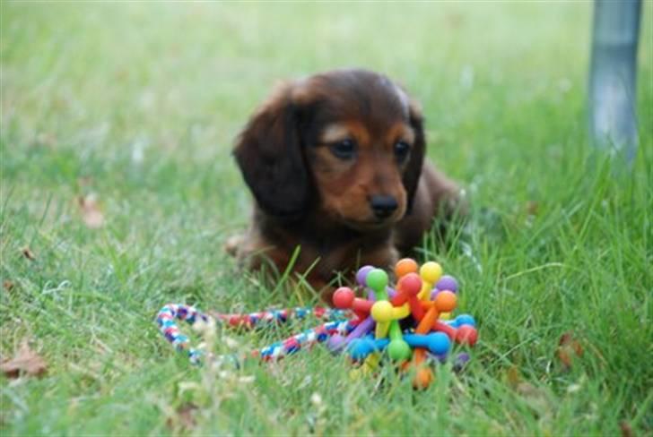 Miniature gravhund Nikki billede 7