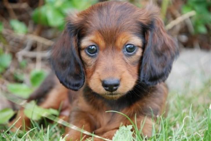 Miniature gravhund Nikki billede 8