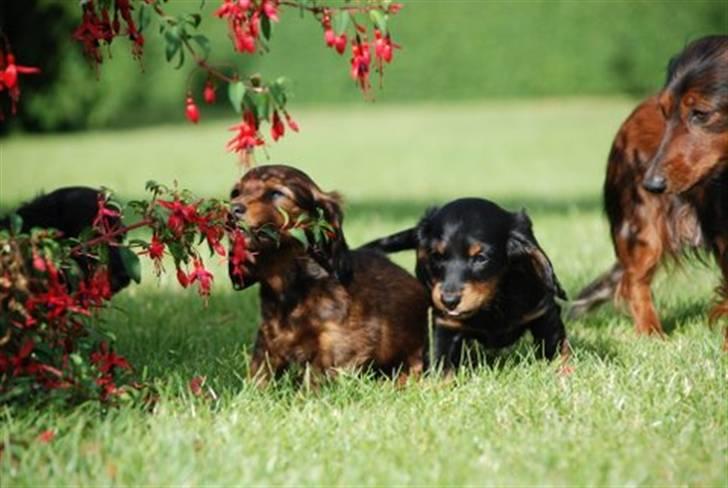 Miniature gravhund Nikki billede 9