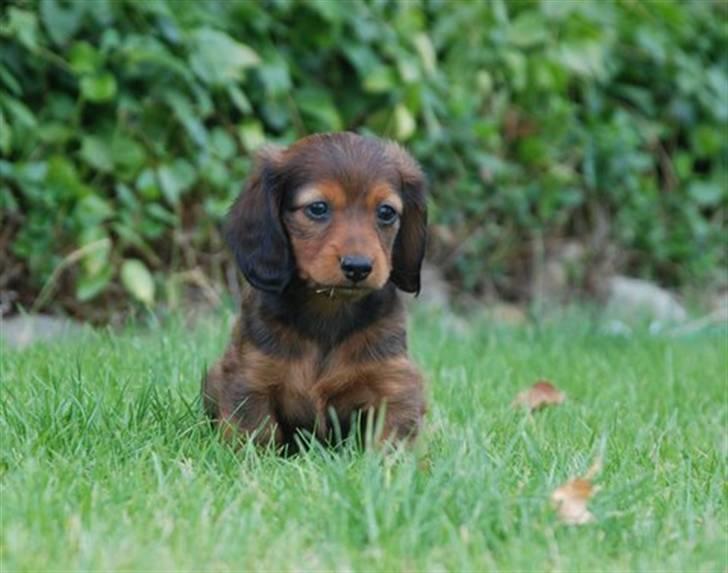 Miniature gravhund Nikki billede 10