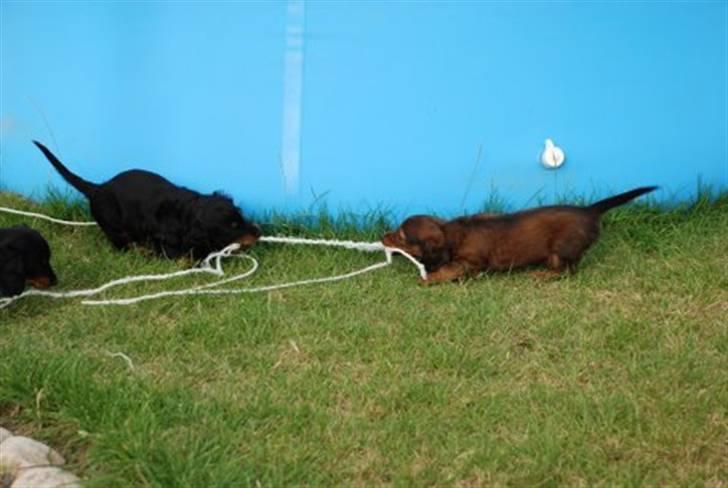 Miniature gravhund Nikki billede 11