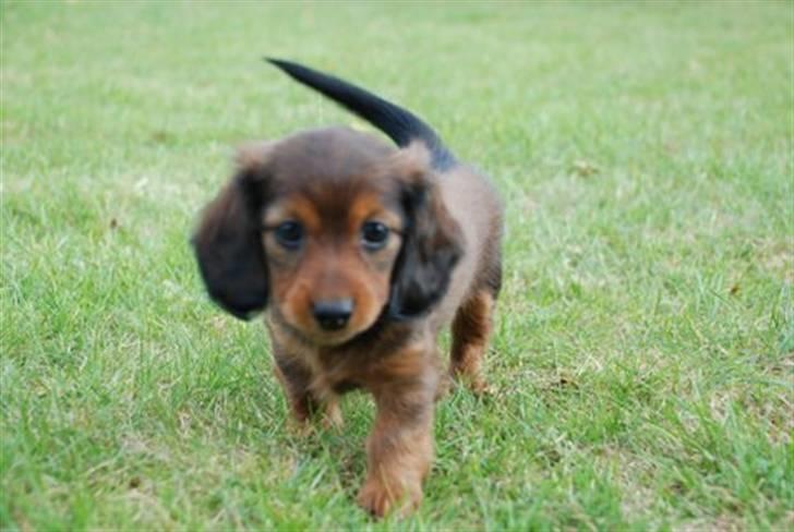 Miniature gravhund Nikki billede 12