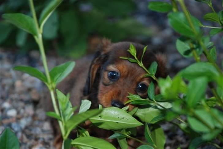 Miniature gravhund Nikki billede 13