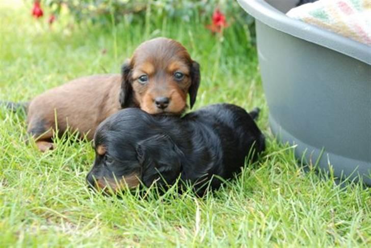 Miniature gravhund Nikki billede 14