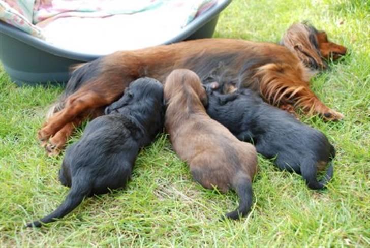 Miniature gravhund Nikki billede 15