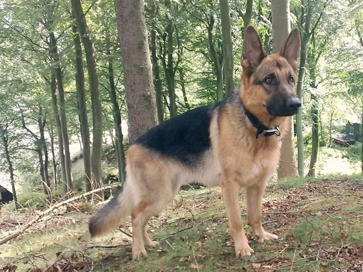 Schæferhund samsung - en tur ved stranden er dejligt billede 1