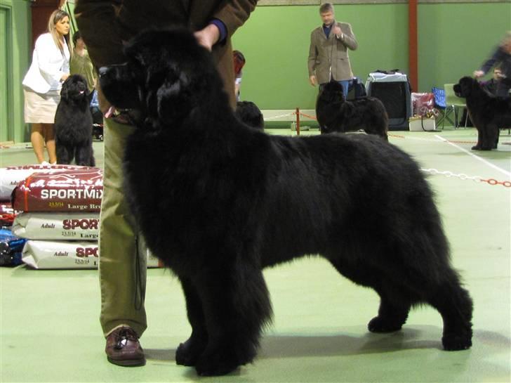 Newfoundlænder Hannibal (Cannon Bear's) - Hannibal vinder Juniorklasse med Excellent - Nyborg 06.02.2010 billede 19