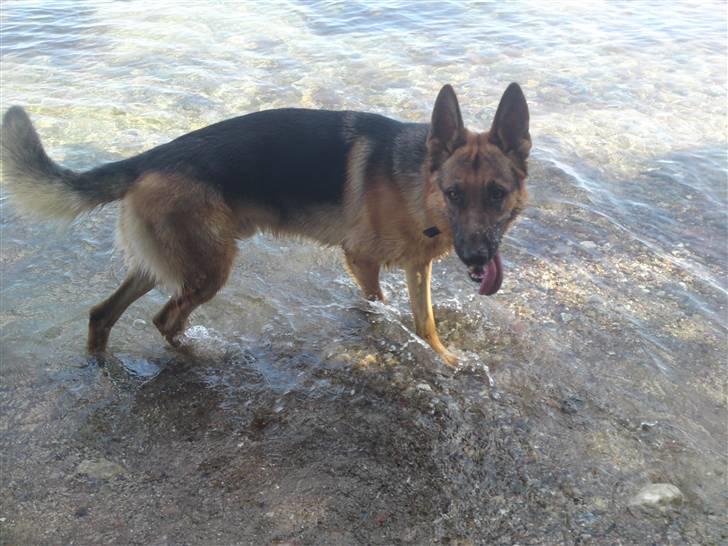 Schæferhund samsung billede 9