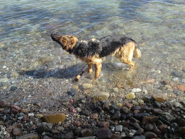 Schæferhund samsung - ryste billede 10