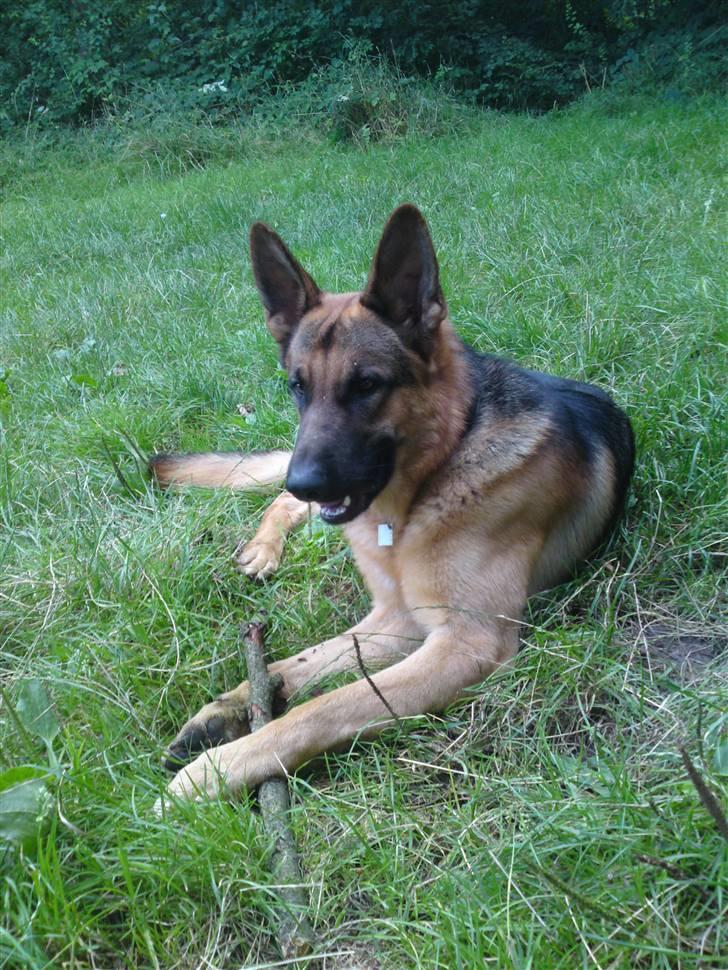 Schæferhund samsung billede 12