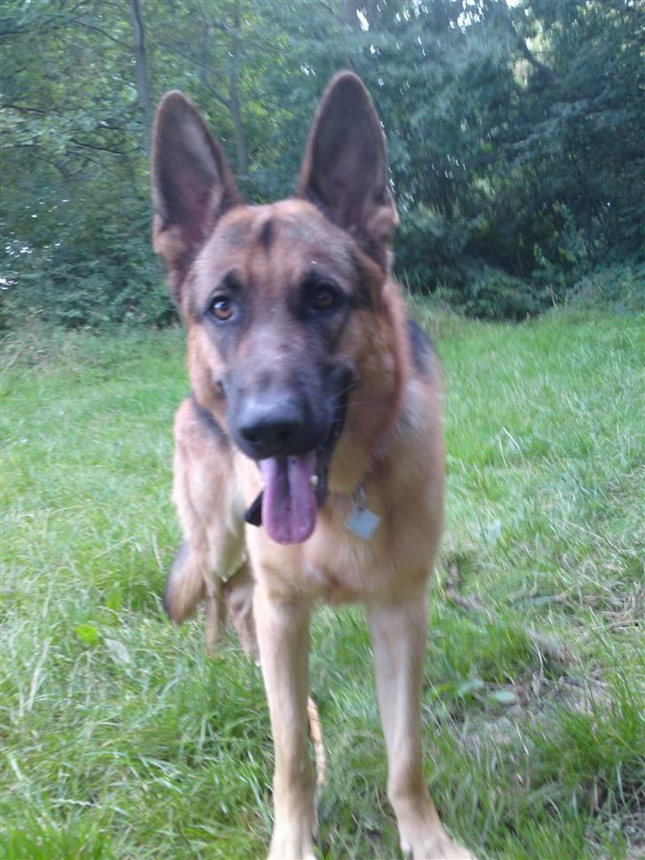 Schæferhund samsung billede 13
