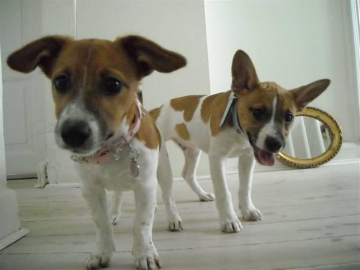 Jack russell terrier Sov sødt lille Liva - Liva og hendes kæreste Pablo august 09 billede 18