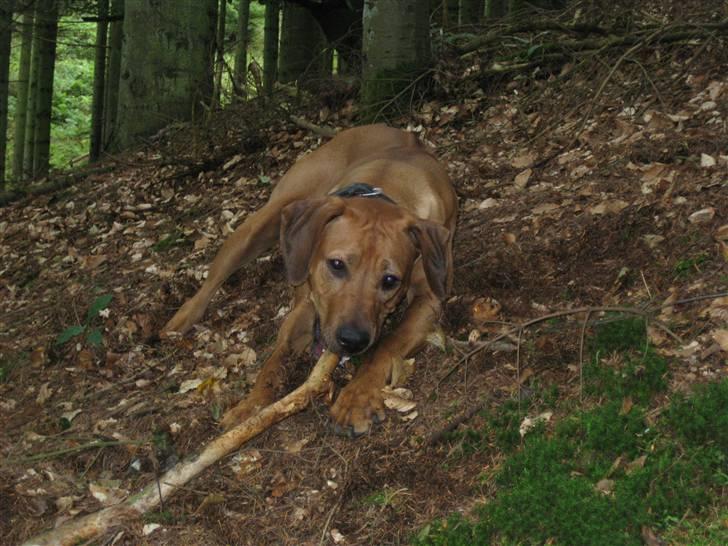 Rhodesian ridgeback Nyah billede 19