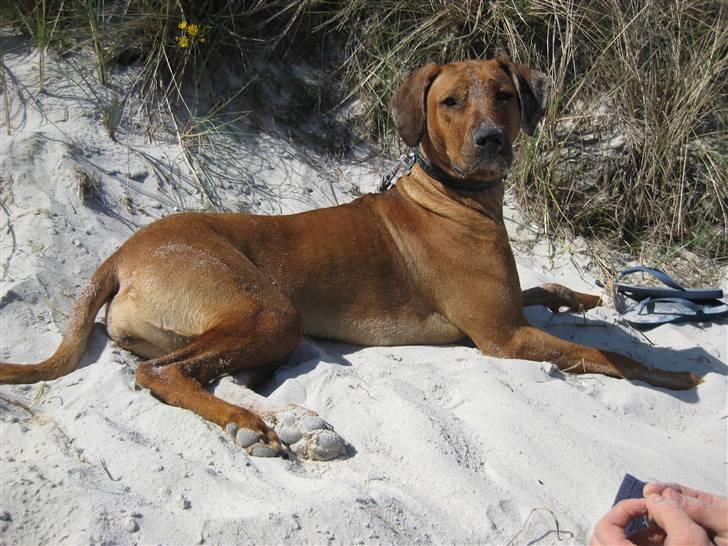 Rhodesian ridgeback Nyah billede 20