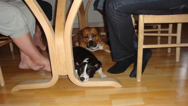 Amerikansk staffordshire terrier lissa r.i.p billede 12