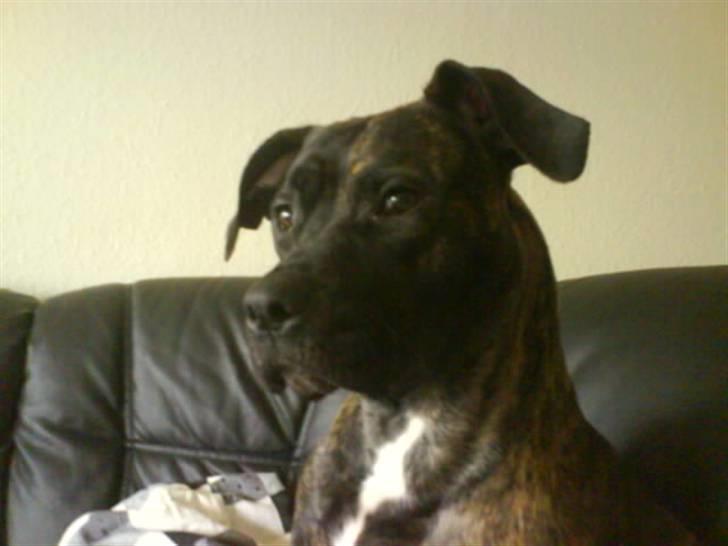 Blanding af racer Lady R.I.P. 2010 billede 1