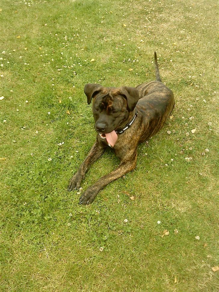 Blanding af racer Lady R.I.P. 2010 billede 2