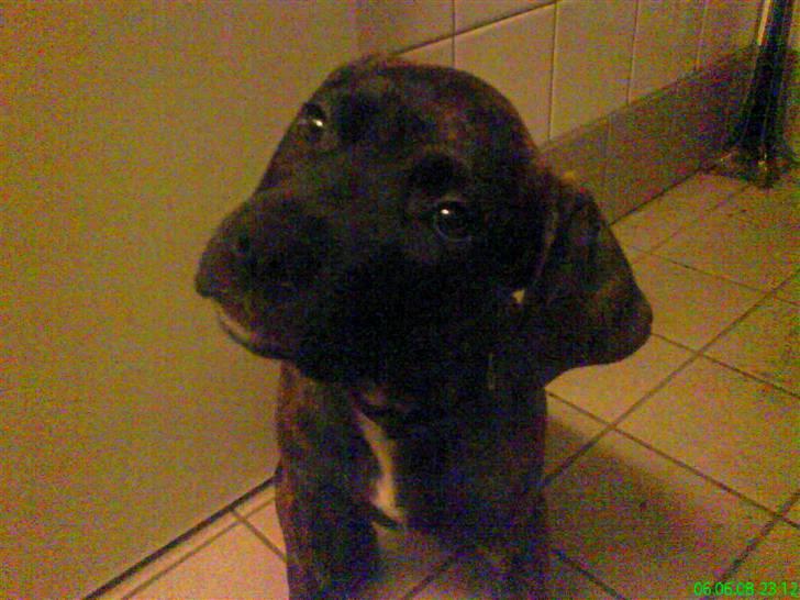 Blanding af racer Lady R.I.P. 2010 - Lady dagen før jeg fik hende :p  billede 3