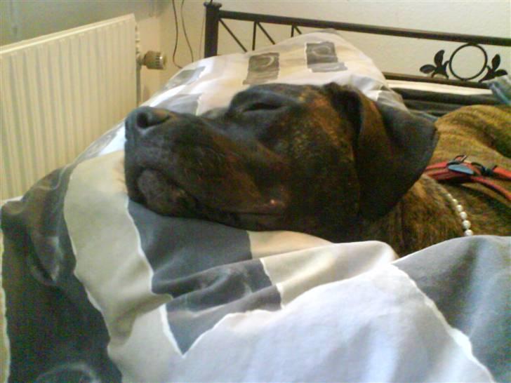 Blanding af racer Lady R.I.P. 2010 - Lady der sover :p hun blev sku træt .  billede 4