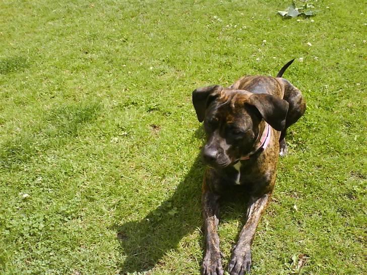 Blanding af racer Lady R.I.P. 2010 billede 5