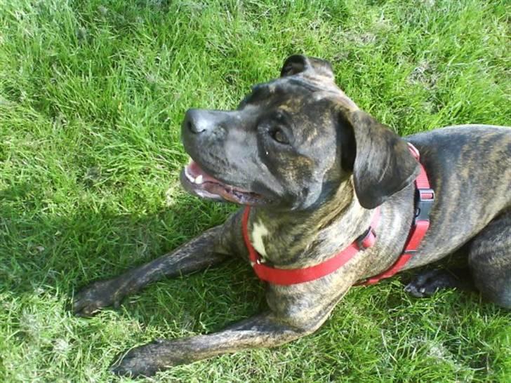 Blanding af racer Lady R.I.P. 2010 billede 6