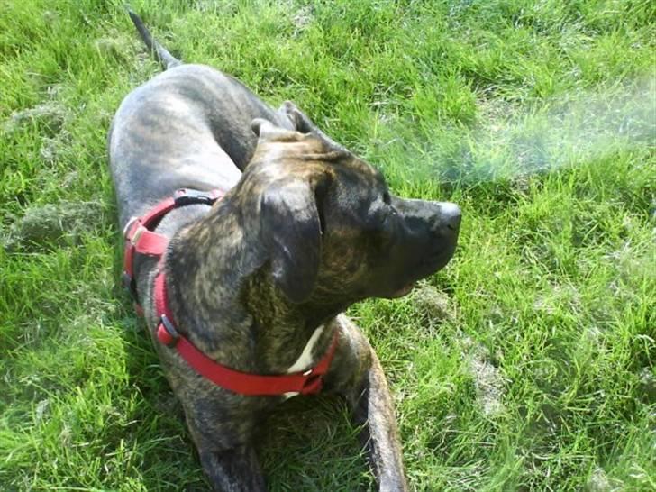 Blanding af racer Lady R.I.P. 2010 billede 7