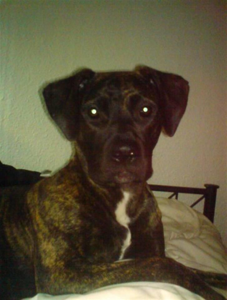 Blanding af racer Lady R.I.P. 2010 billede 8