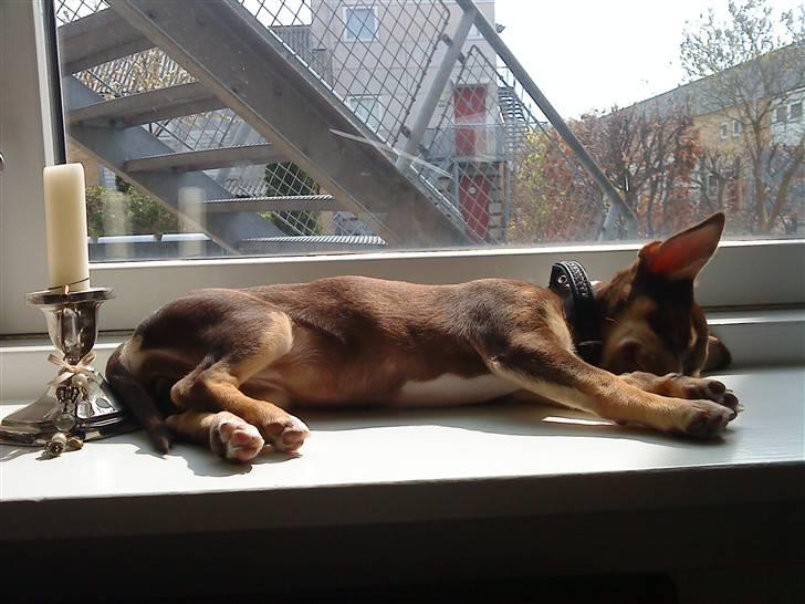 Chihuahua Aio - djævlens barn ;) - ligger lige i yndlings vinduskarmen og sover... billede 8