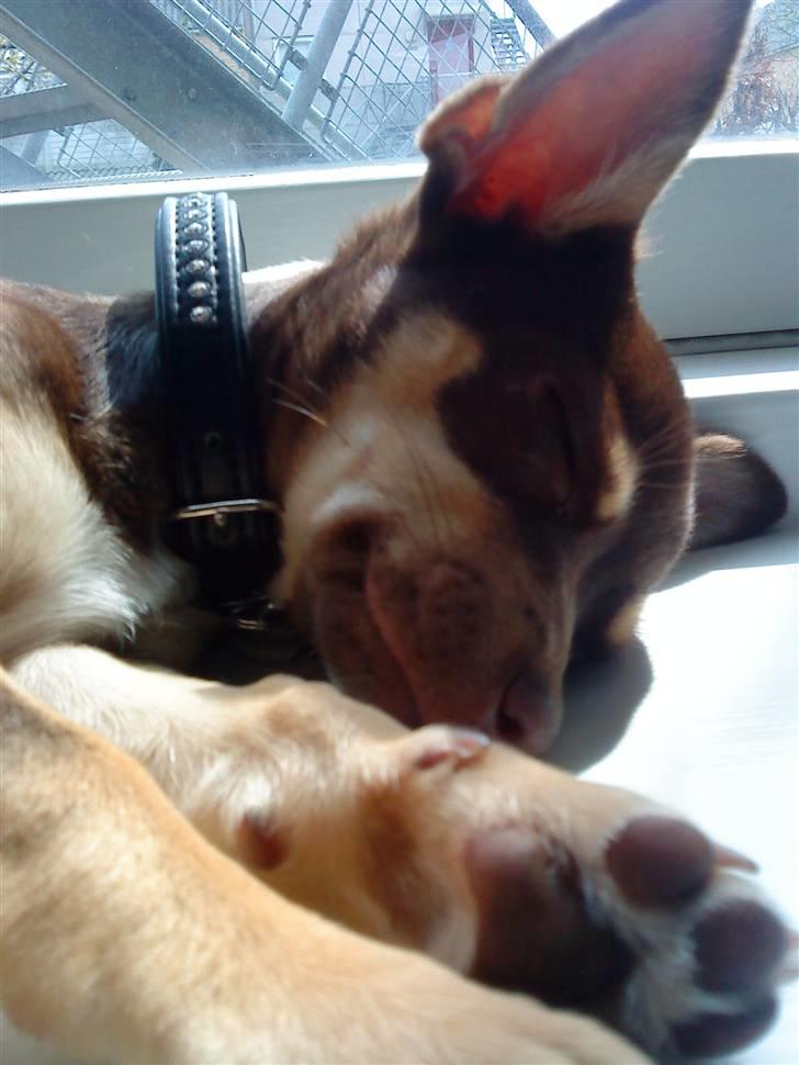 Chihuahua Aio - djævlens barn ;) - så smuk... billede 9