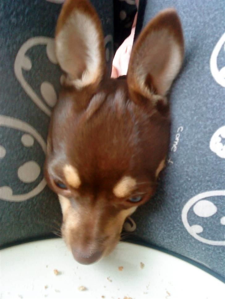 Chihuahua Aio - djævlens barn ;) - sån kan man også se ud, når man gerne vil have det der er på tallerkenen... billede 10