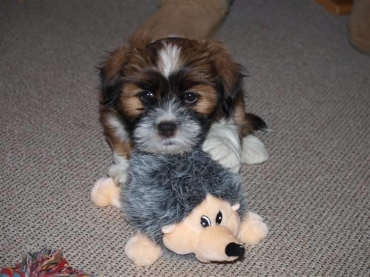 Lhasa apso Fabricius Konrad billede 1