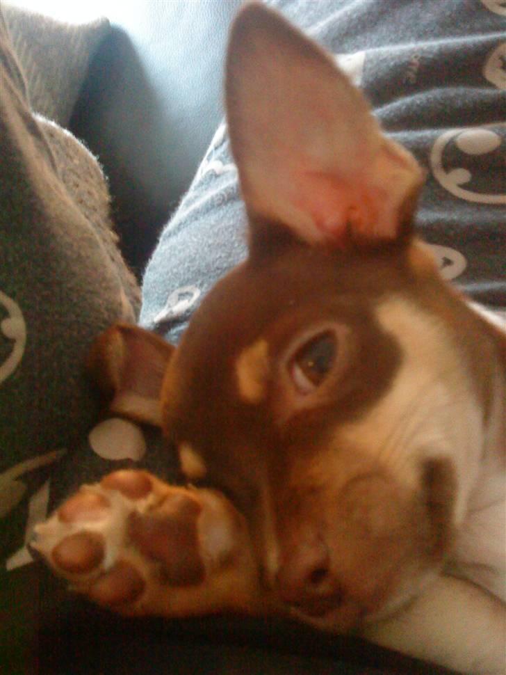 Chihuahua Aio - djævlens barn ;) - cute... hva ska man ellers sige... billede 11