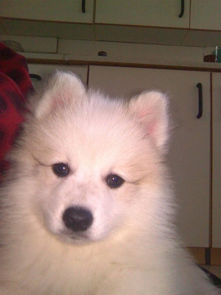 Japansk spids balto billede 1